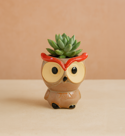 Titi - La canaille 😏